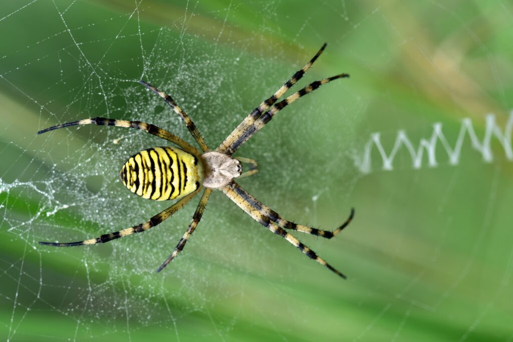 Немецкие ученые выяснили, что яд пауков можно использовать для борьбы с вредителями