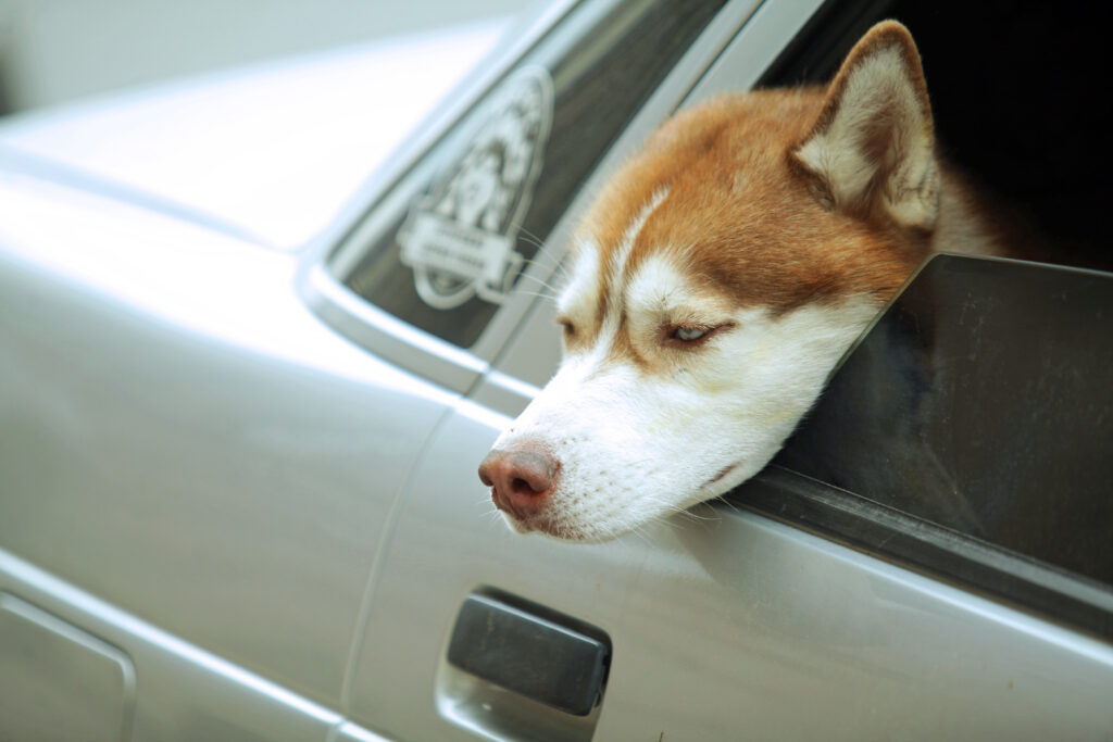 Простуда у собак: кинологи рассказали, как помочь болеющему питомцу