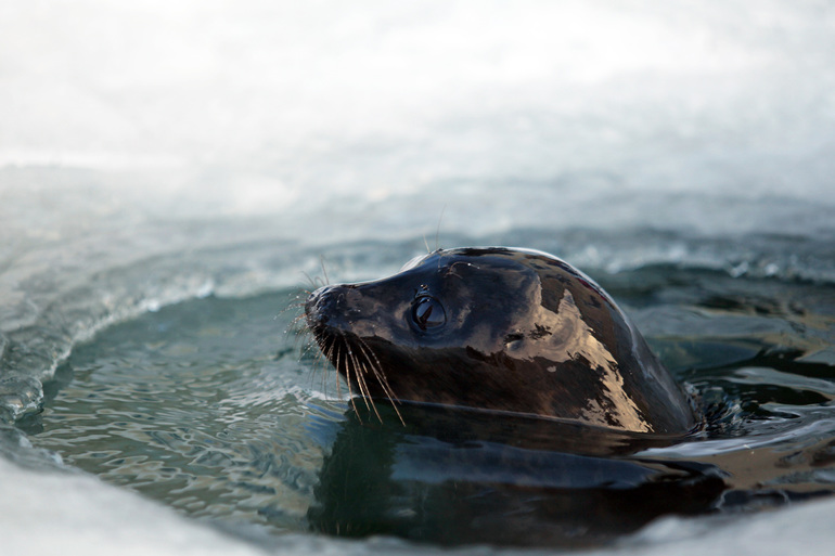 В Ленобласти за сутки спасли трех тюленей