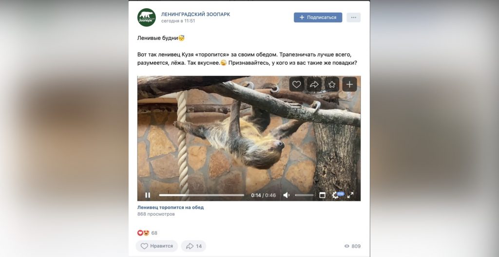 Ленинградский зоопарк показал, как ленивец Кузя «торопится» на обед