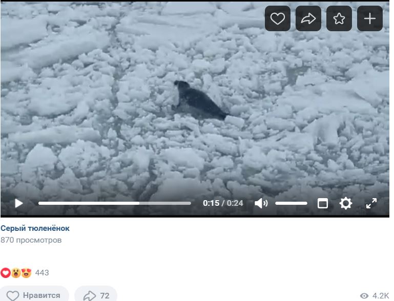Стала известна судьба дрейфовавших на льдине по Ладоге серых тюленят