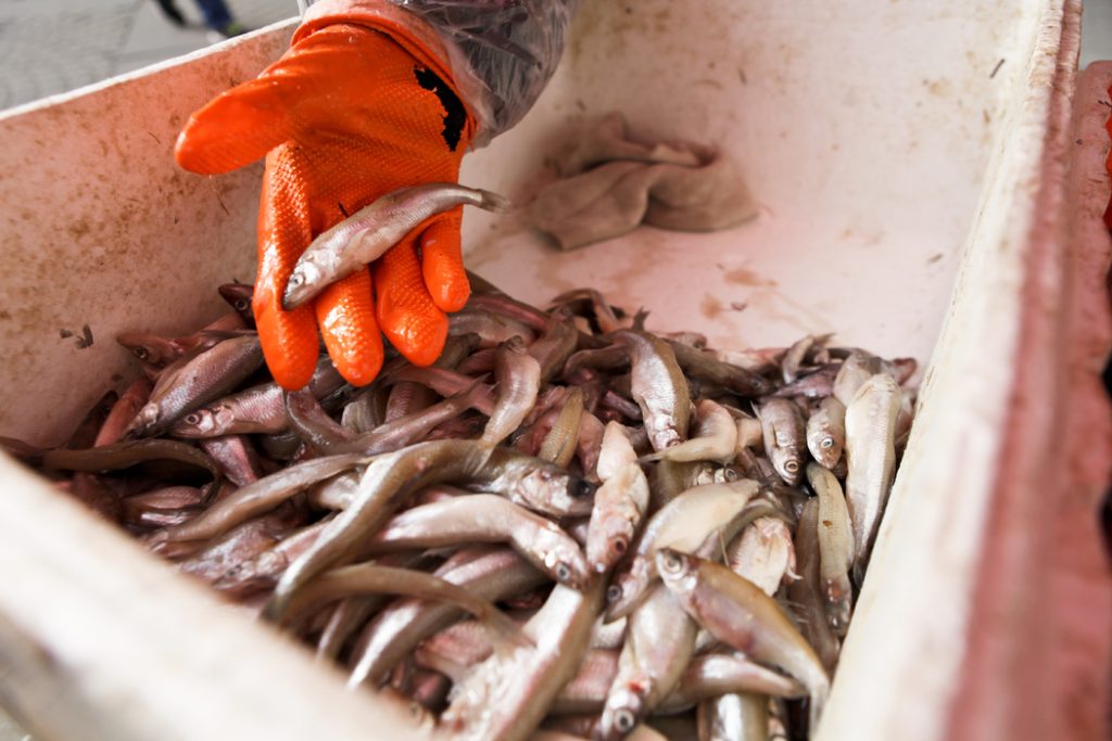В Ленобласти рыбаки выловили рекордное количество корюшки