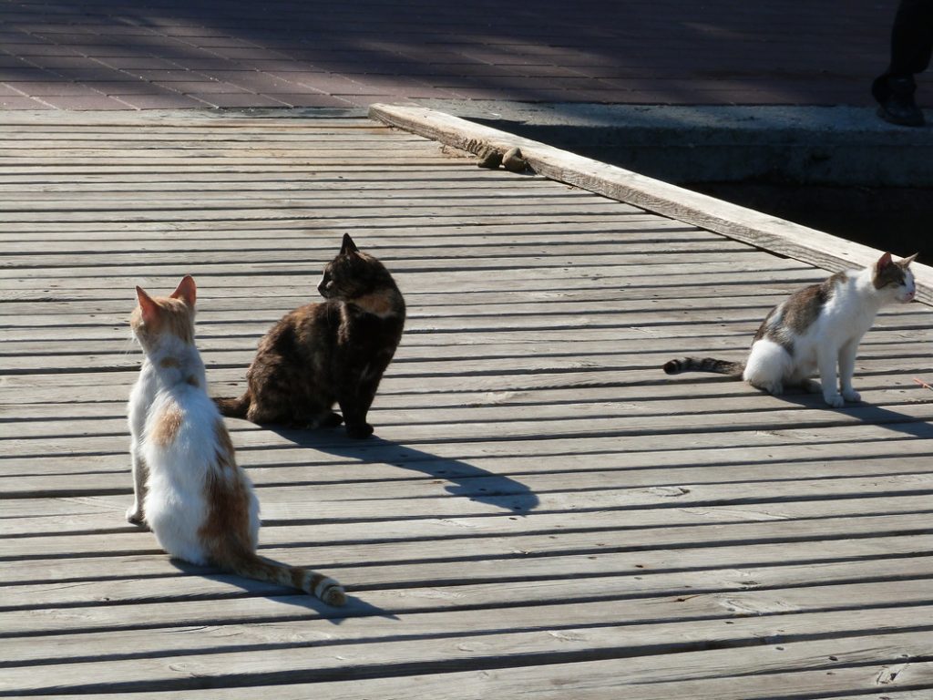 В Петербурге стартует проект «Друзей не покупают» о помощи бездомным котам