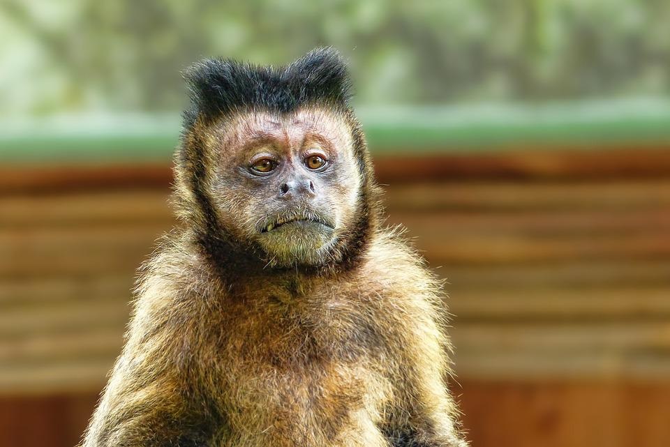 Контактные зоопарки в Петербурге рискуют стать источниками распространения обезьяньей оспы