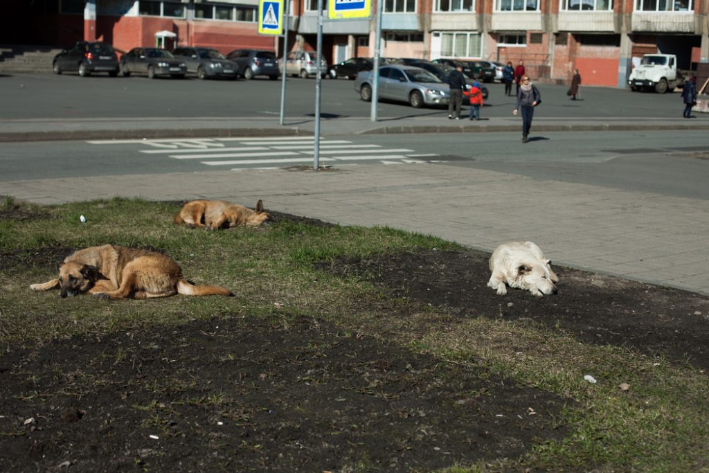 На улицах Петербурга стало больше трупов домашних и бездомных животных