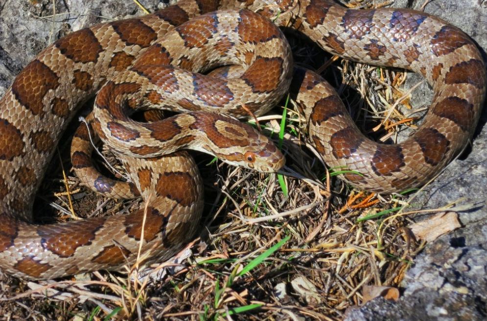 В Ленобласти к зимовке готовятся гадюки, змеи собираются в большие группы
