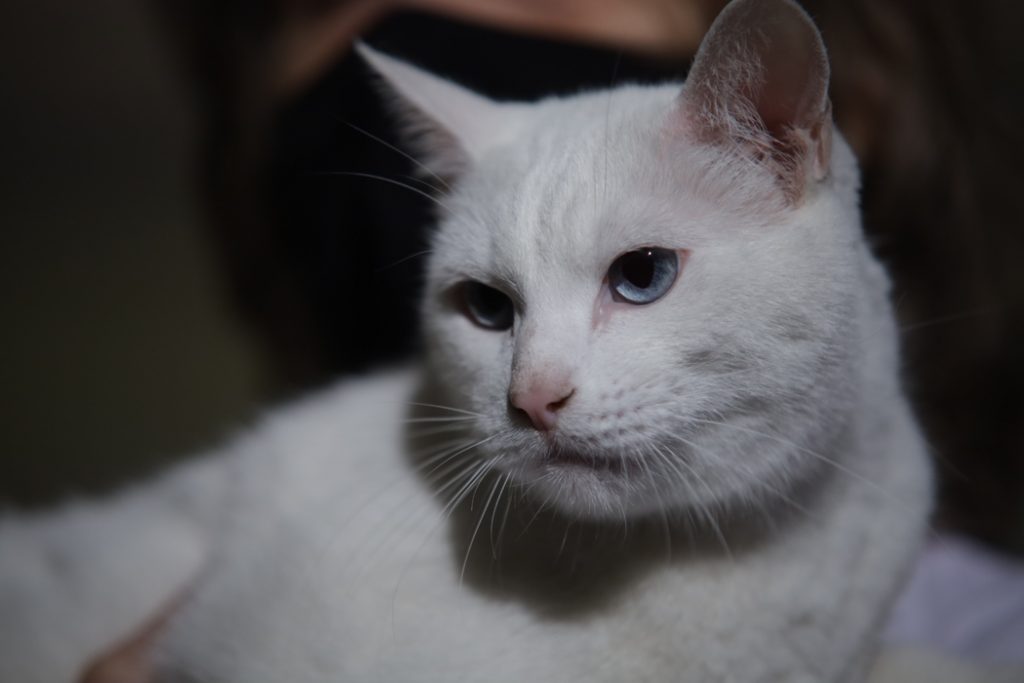 Ветеринар предупредила о риске заражения глистами от кошек