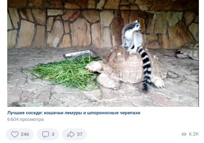 Лемуров и черепах из Ленинградского зоопарка объединила любовь к свежей траве