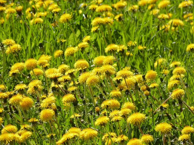 Народные приметы на май: цветение черемухи и одуванчиков, пение птиц