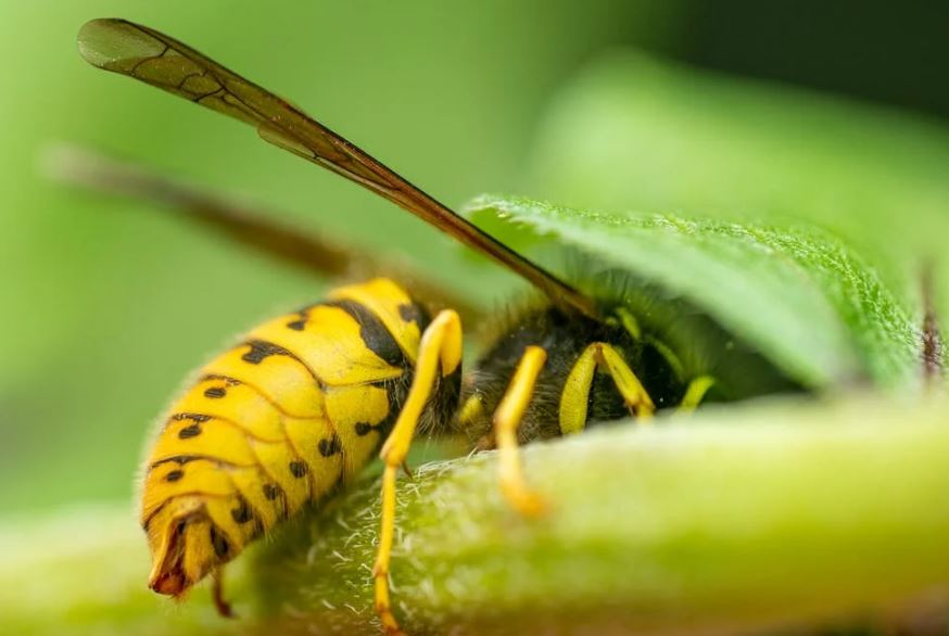 Названы опасные насекомые, которые могут укусить в Петербурге и Ленобласти