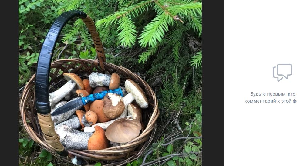 Петербуржцы делятся снимками небывалого для июня урожая грибов