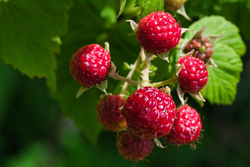Диетолога назвала ягоды, которые помогают бороться с раком