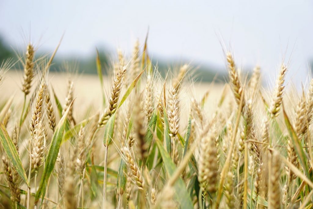 Египет отказался покупать у Украины  240 тысяч тонн пшеницы