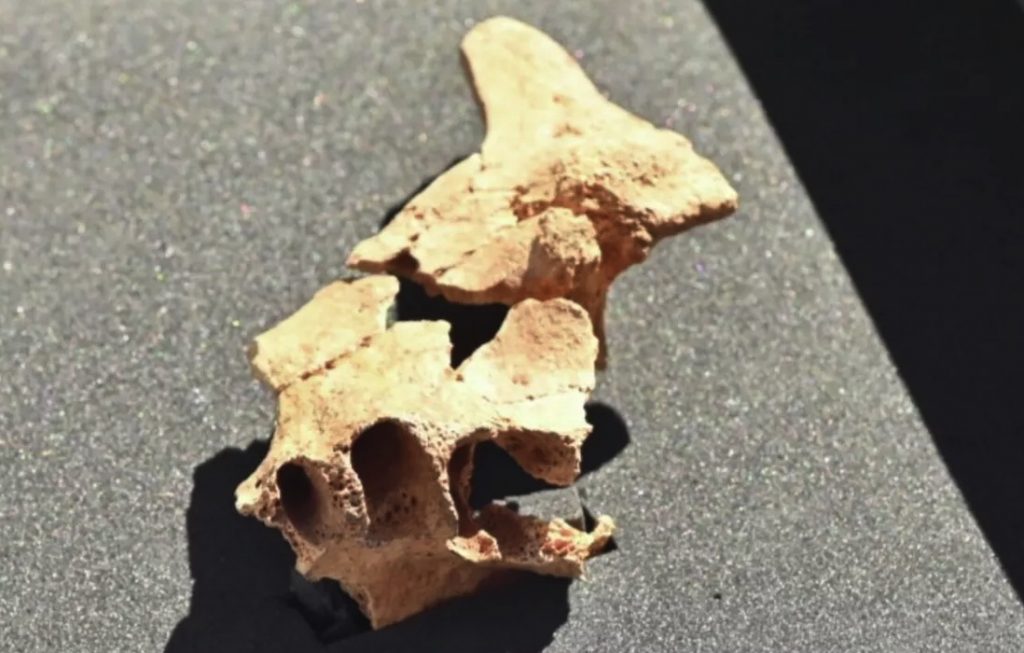 Археологи в Испании нашли фрагмент лица самого древнего европейца