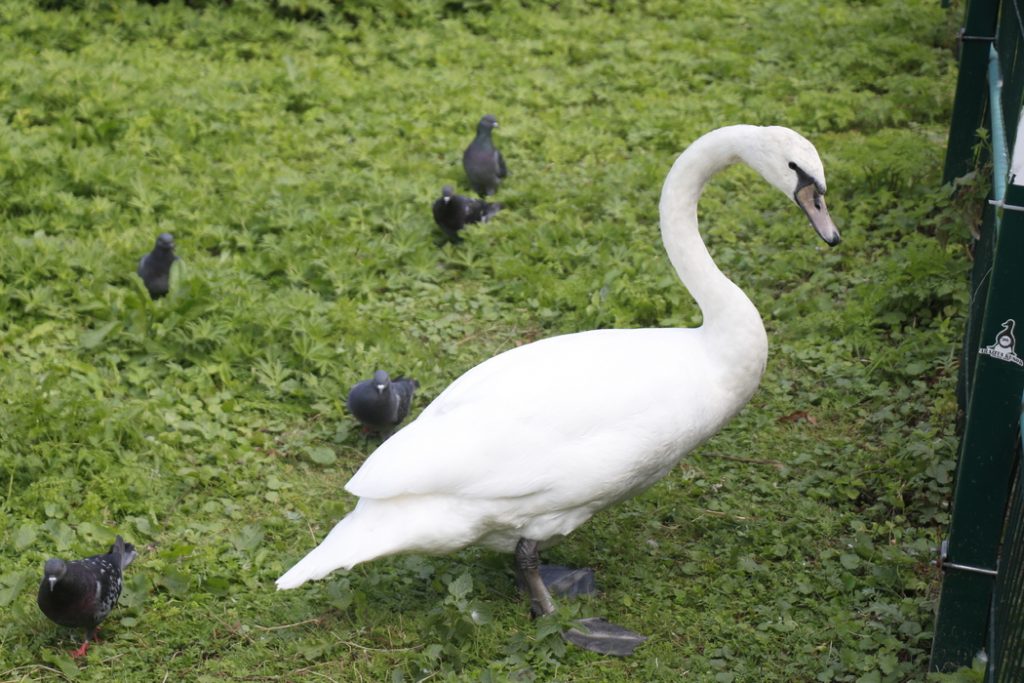 Белые лебеди Елисей и Любава вернулись в Летний сад