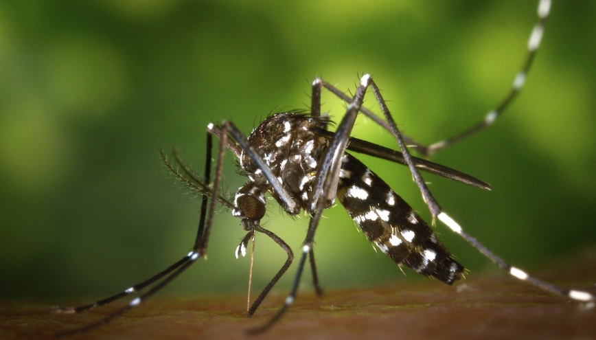 Ученый Волчков перечислил вирусы, распространяемые «боевыми комарами»
