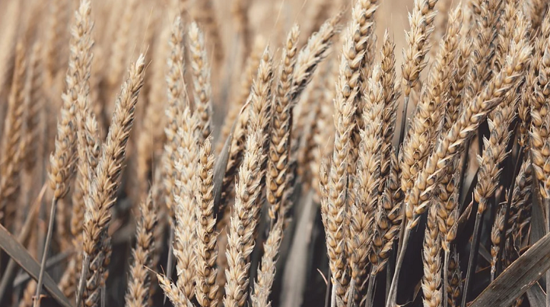 Правительство РФ ввело временный запрет на экспорт твердой пшеницы