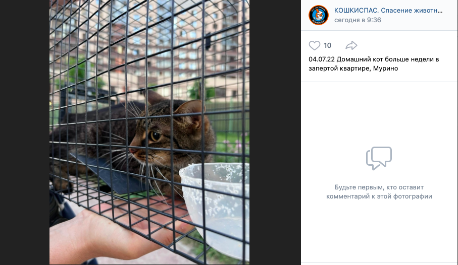 В Мурино четыре дня спасали кота, оказавшегося запертого в квартире без еды и воды