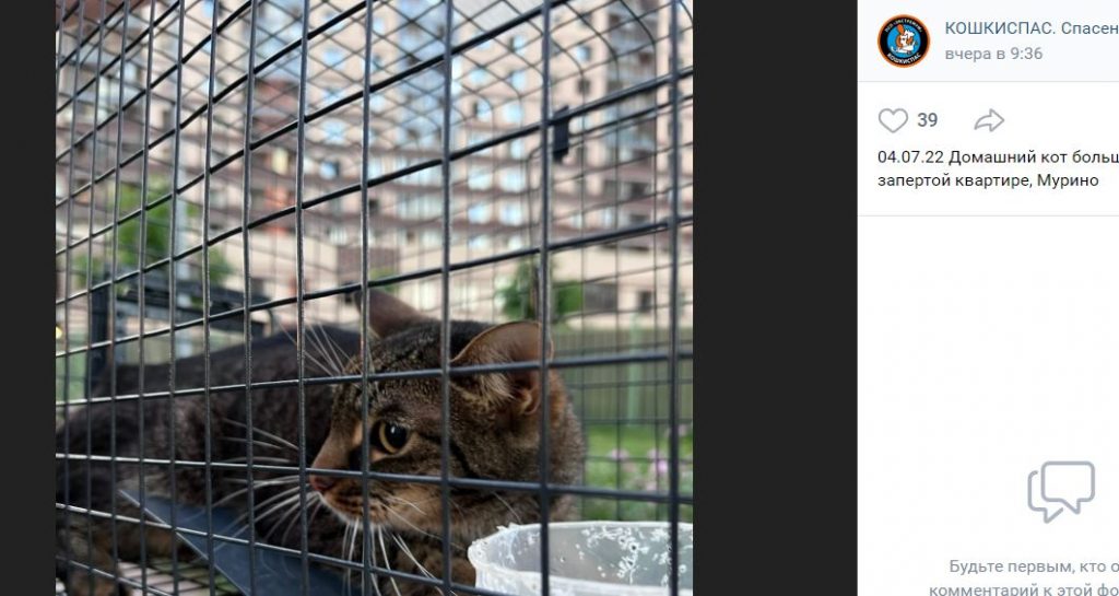 В Мурино несколько дней спасали кота, запертого в квартире без еды