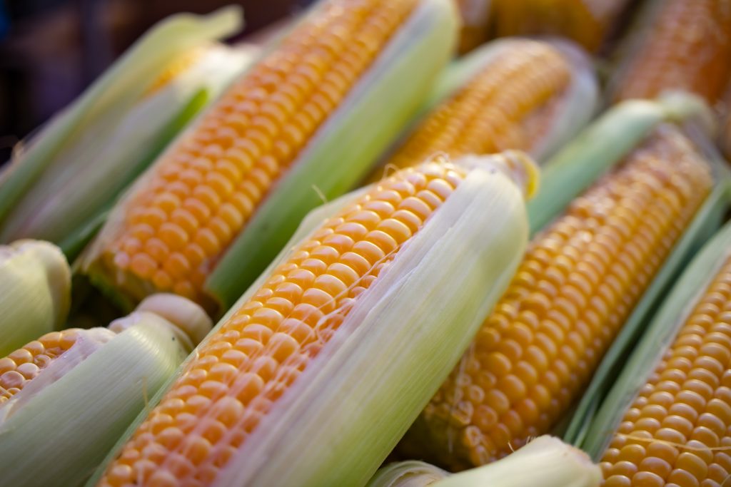 В Сибири смогли почти вдвое повысить урожайность кукурузы