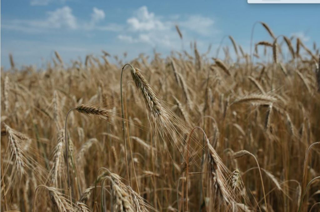 Заместитель генсекретаря ООН Гриффитс прилетит в Москву для обсуждения зерновой сделки