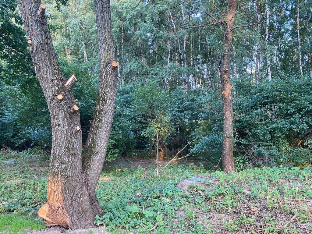 Петербуржцам рассказали, какие грибы и ягоды искать в лесах