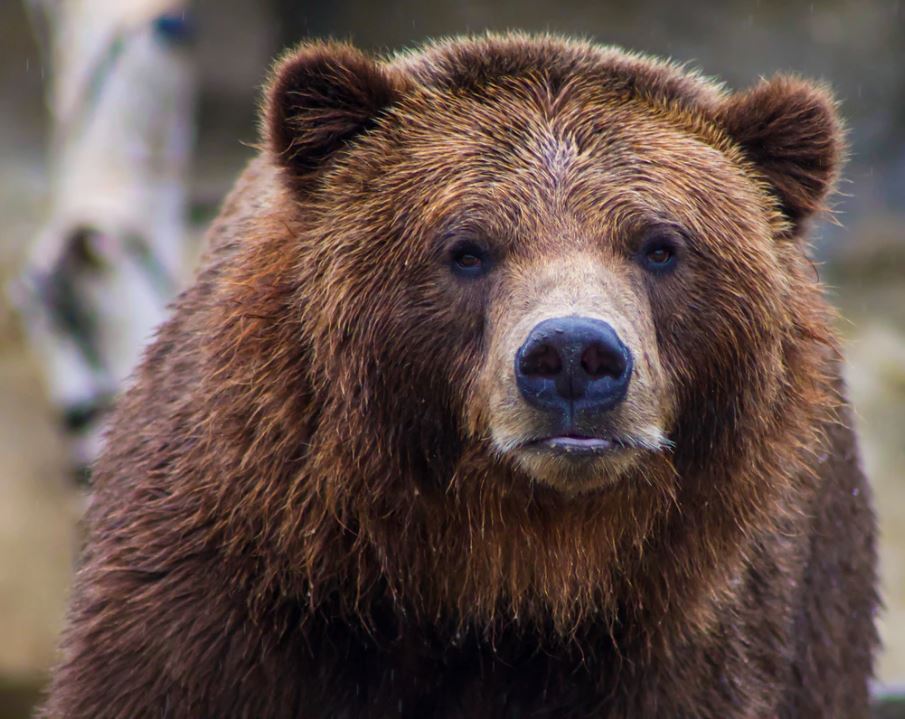 На Сахалине двое россиян стали кормом для голодного медведя