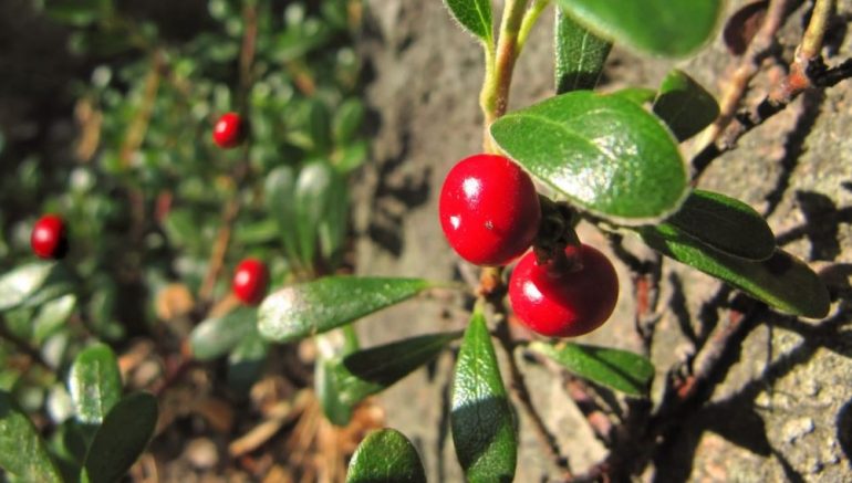 Брусника, облепиха, клюква, калина. Полезные свойства осенних ягод для здоровья зимой