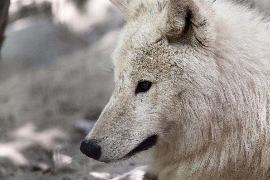 Китайские ученые первыми в мире клонировали арктического волка ...