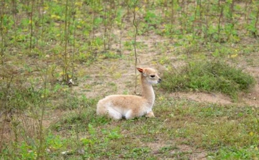 Второй детеныш викуньи появился на свет в Московском зоопарке