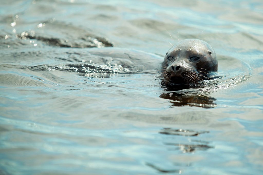 У Финского залива установили знаки с инструкцией по спасению тюленей