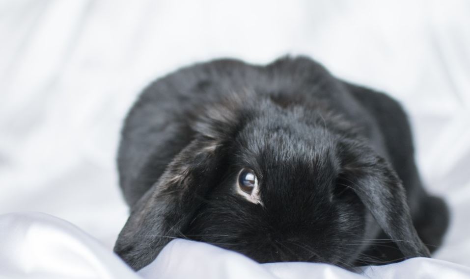 2023 год будет годом черного водяного кролика – что это значит - Новости Мойка78