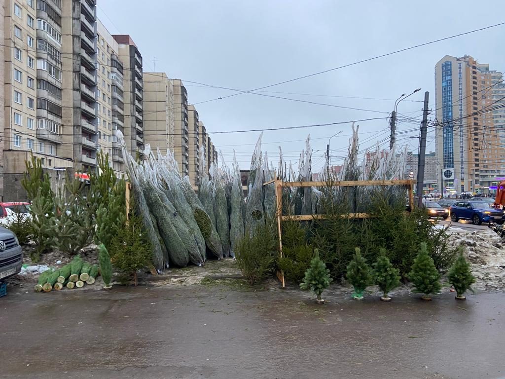 Более 400 живых елок изъяли с нелегальных базаров в Петербурге