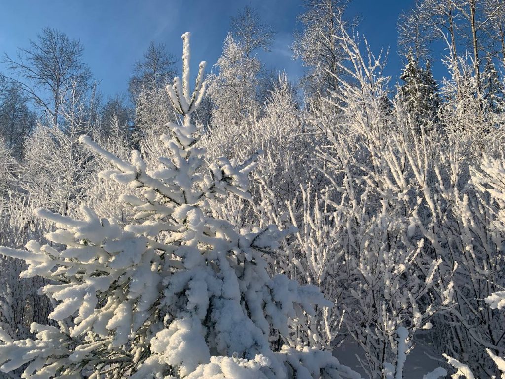 Пришла русская зима: посмотрите, как красиво в лесах Ленобласти