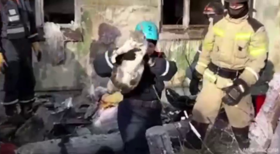 Сотрудники МЧС спасли кота из дома в Новосибирске, где взорвался газ