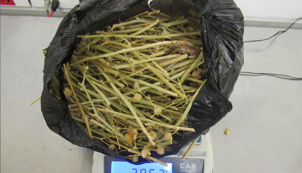 В Пулково таможенники не пропустили 10 кг психотропной травы