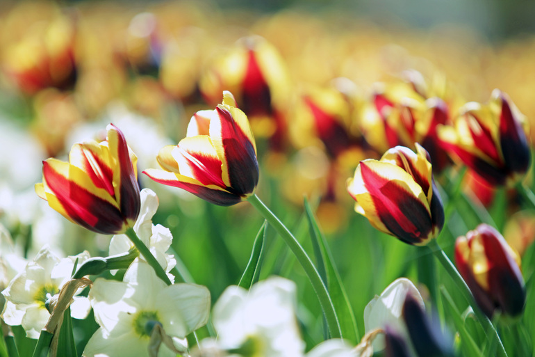 Фестиваль тюльпанов пройдет на Елагином острове 20 и 21 мая
