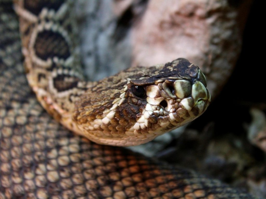 Змеи кусают детей: Роспотребнадзор рассказал, как отличить ядовитую от неопасной