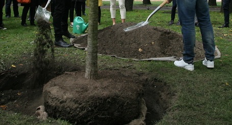 Сотрудники METEOR Lift высадили 600 новых деревьев в Приморском районе