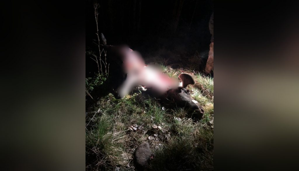 В лесу у поселка имени Свердлова поймали браконьера, убившего лося
