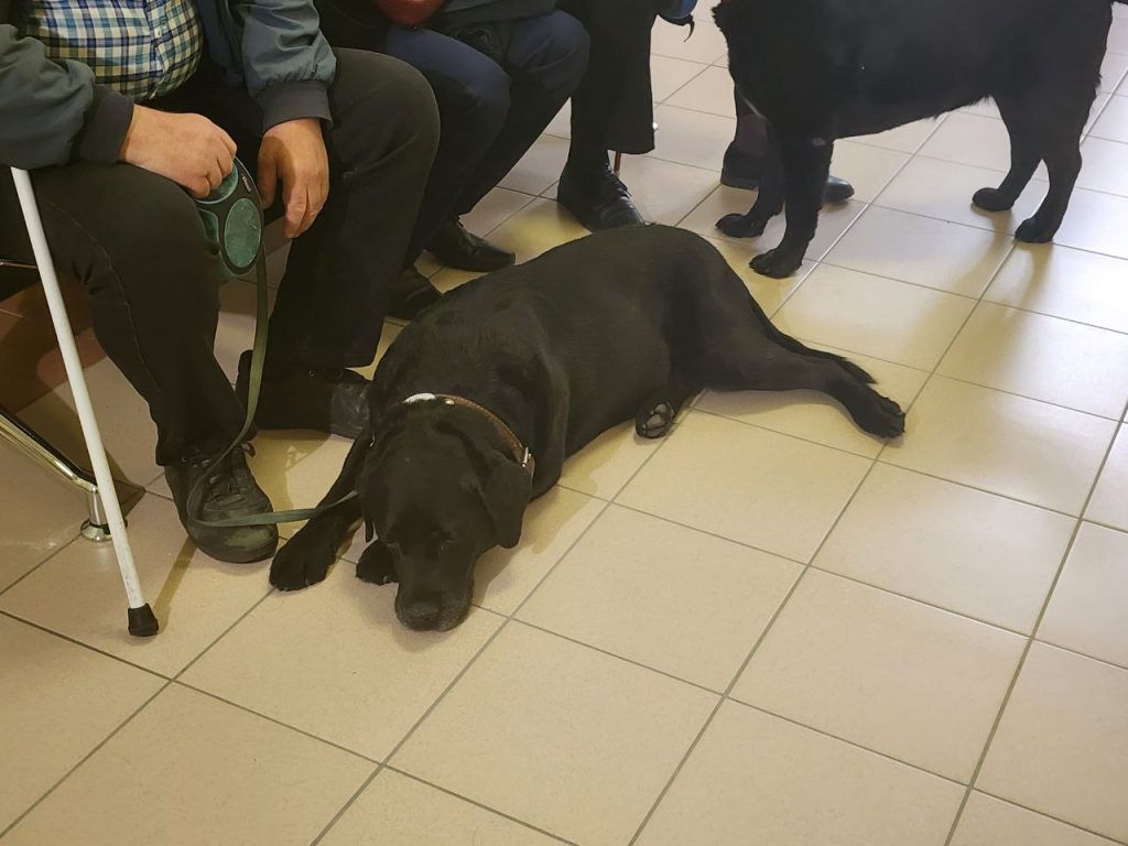 Суд в Петербурге разрешил собакам-проводникам ездить на метро без намордника