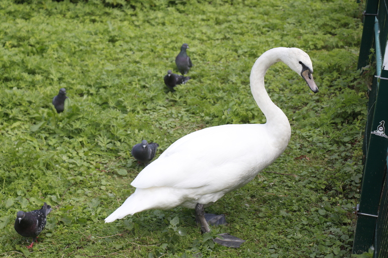В Гатчине на Белое озеро выпустили две пары лебедей