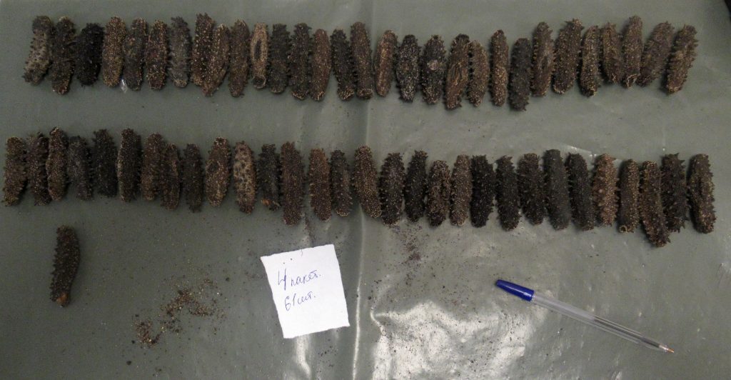 Китаец пытался вывезти из Пулково на родину 4 килограмма морских огурцов