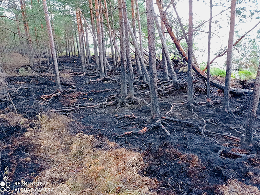 Пожар в заповеднике под Лугой мог вспыхнуть из-за группы туристов