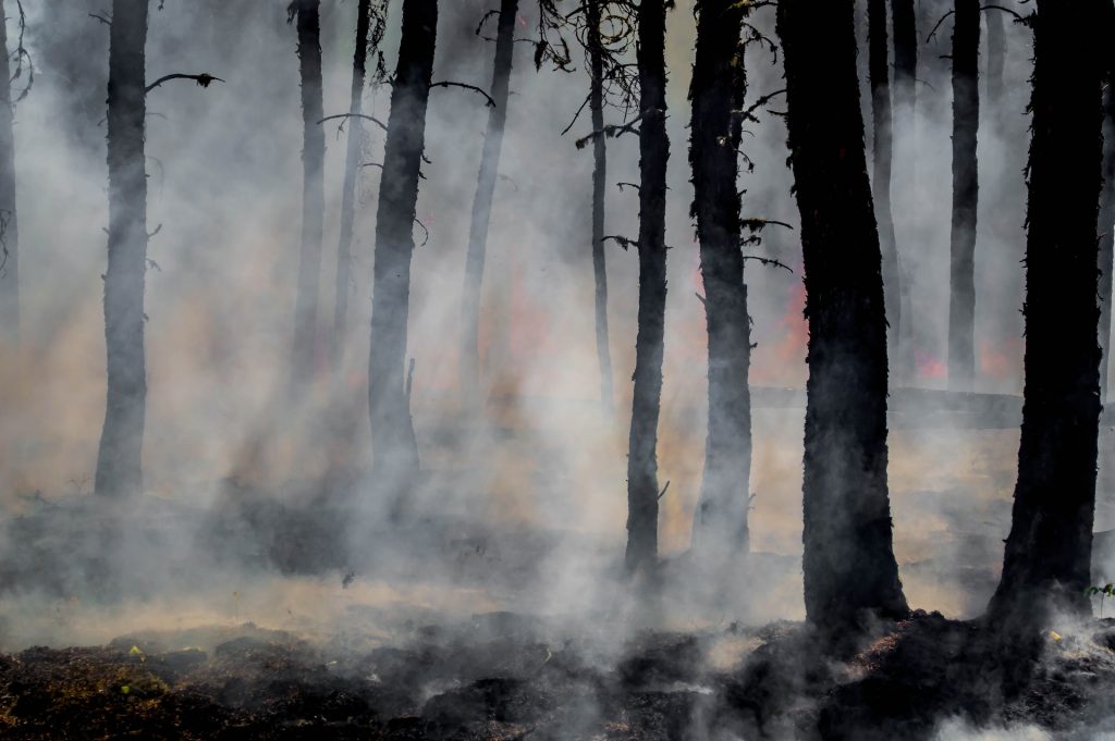 Самолеты МЧС сбросили 87 тонн воды на горящие леса в Турции
