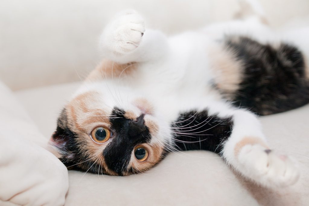 Котов Эрмитажа почешут за ушком в честь Всемирного дня кошек