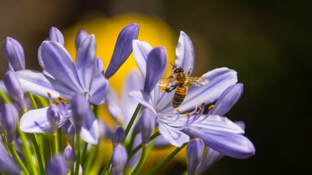 Как законно снести соседскую пасеку, если вас покусали пчелы