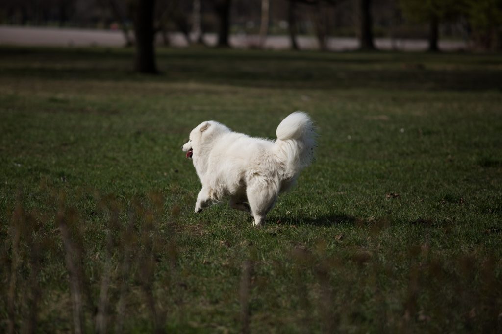 Прокуратура проверяет информацию о нападении собак в СНТ под Ломоносовом