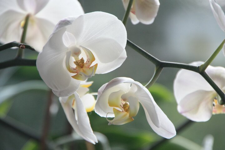 Приметы и суеверия про орхидею в доме