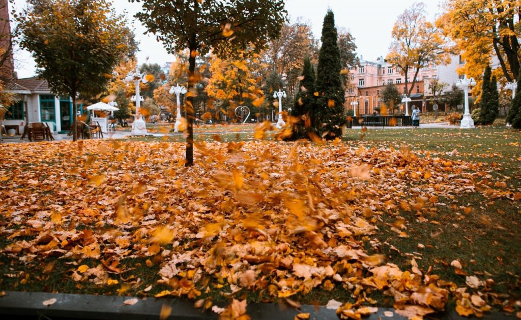 Осень в соцсеть: билайн рассказал, где в Ленобласти получатся «те самые» кадры с жёлтой листвой